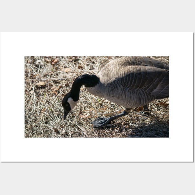 Canada Geese looking for nesting material Wall Art by CanadianWild418